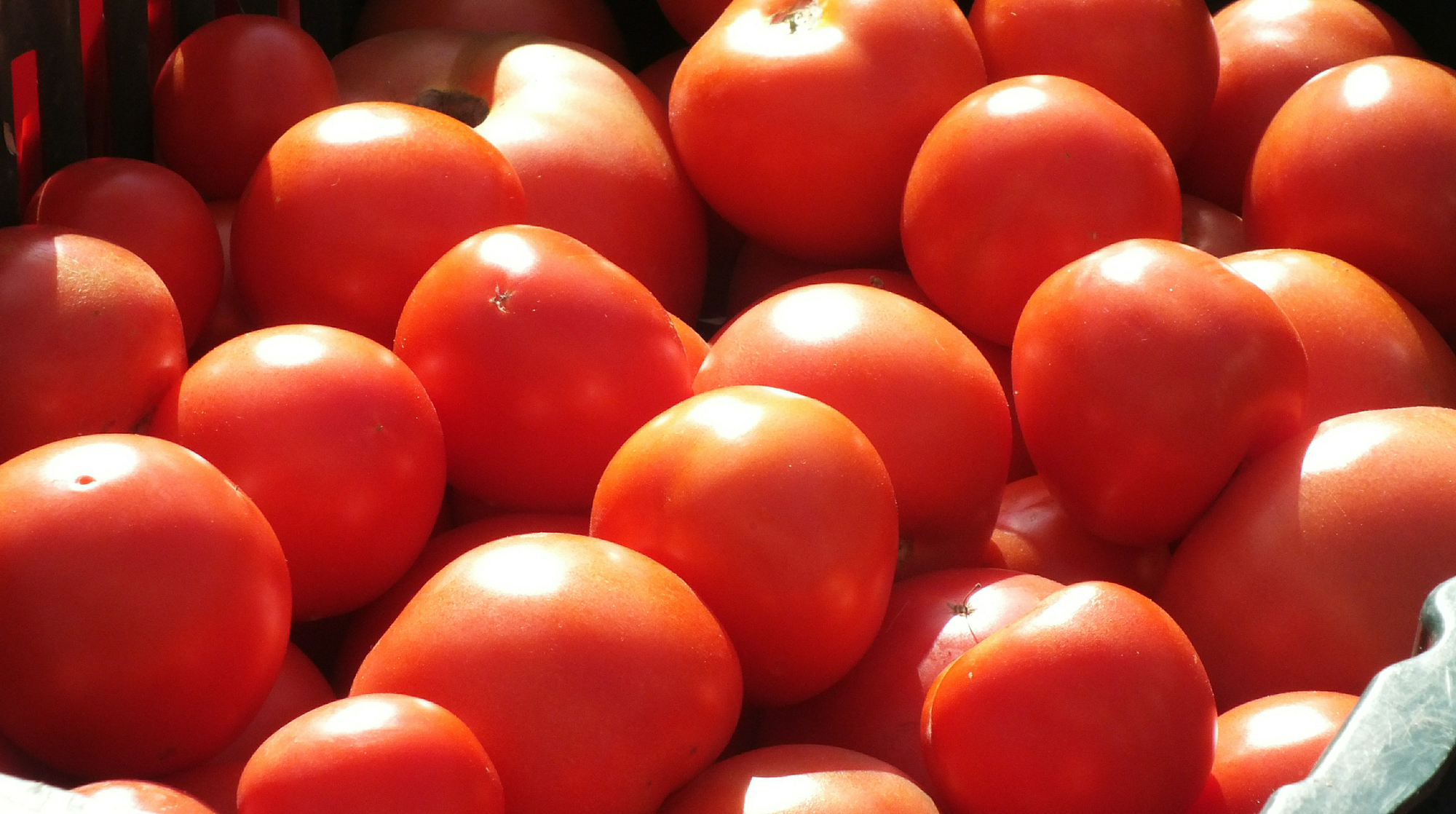 Импорт помидоров из кавказской страны на фоне «томатных войн» Москвы с Анкарой уже достиг 30 тысяч тонн в год и продолжает стремительно расти Фото: © GLOBAL LOOK press/Victor Lisitsyn
