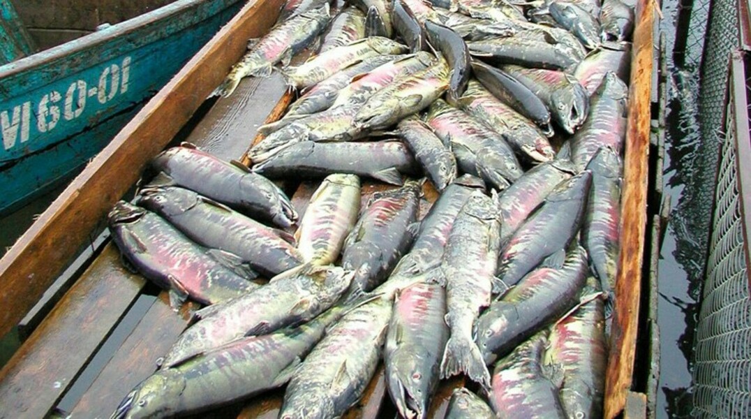 С началом путины на рынок  попадет не реализованная в прошлом году продукция