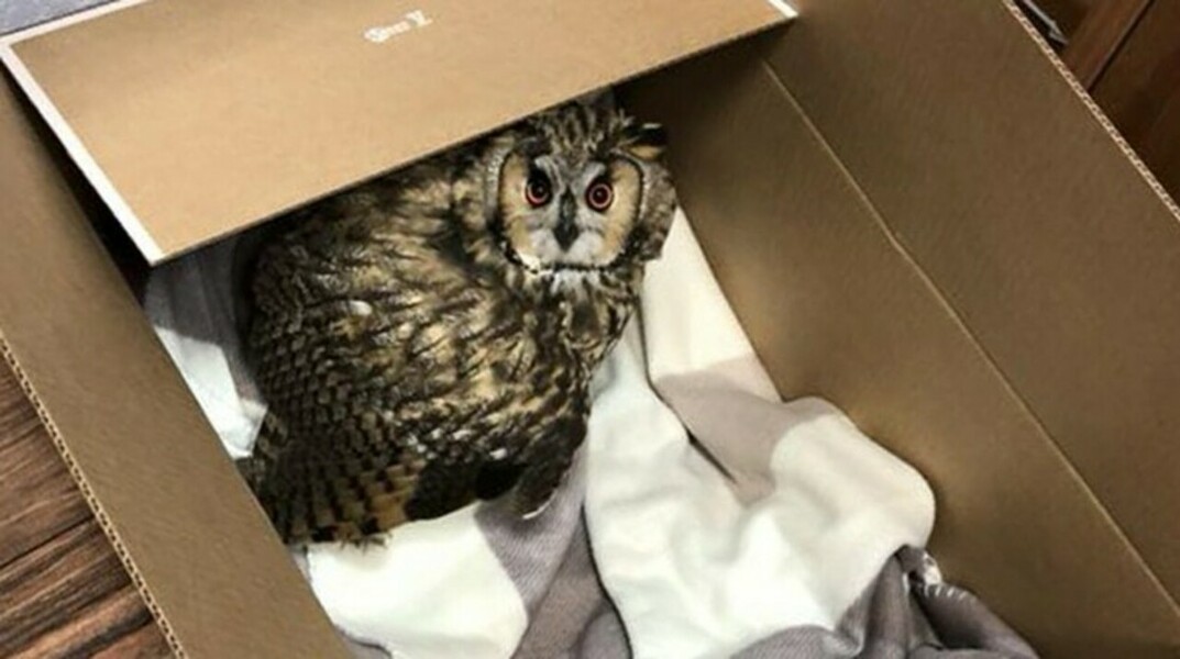 В МИД рассказали историю спасения ушастой совы от агрессивных ворон — Daily Storm