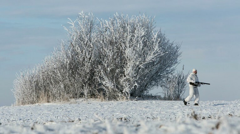 ОНФ обратился в Генпрокуратуру из-за массового убийства животных на Алтае — Daily Storm