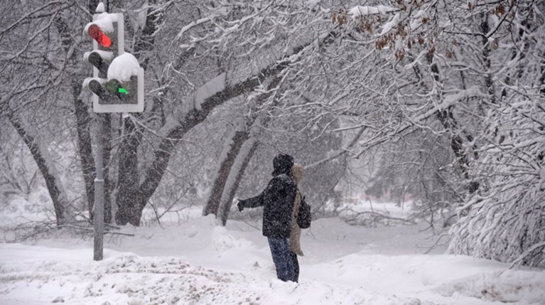 От рекордного снегопада в Москве страдают люди и деревья — Daily Storm