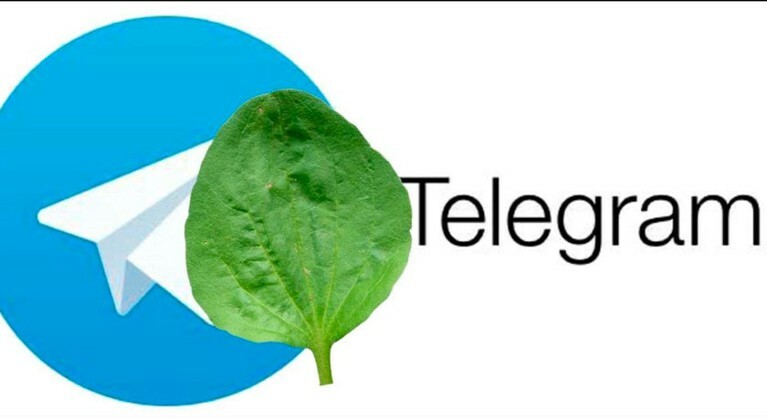 Веб-версию Telegram внесли в реестр запрещенных сайтов Роскомнадзора — Daily Storm