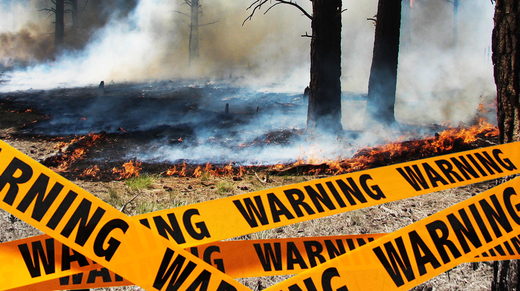 Среди основных причин гибели тысяч деревьев эксперты выделяют намеренный поджог травы и неосторожное обращение с огнем Фото: © flickr.com/Kaibab National Forest; Коллаж: © Daily Storm
