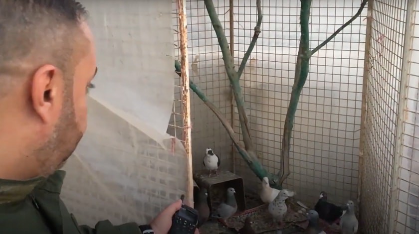 Dailystorm - Сирийская армия создала под Дамаском «зоопарк» для спасенных животных