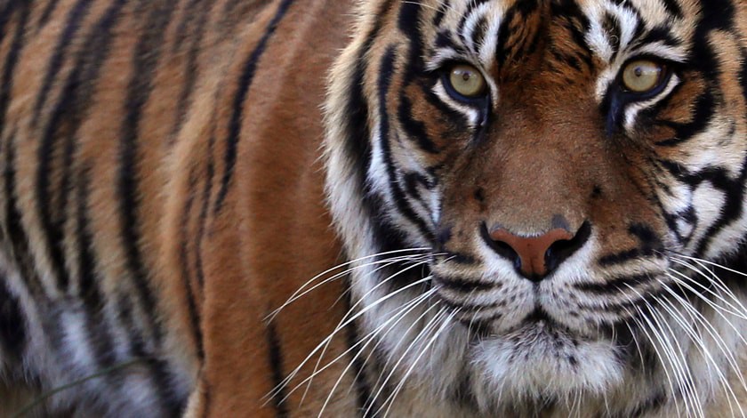Dailystorm - Кудрин сравнил новое правительство с готовящимся к прыжку тигром