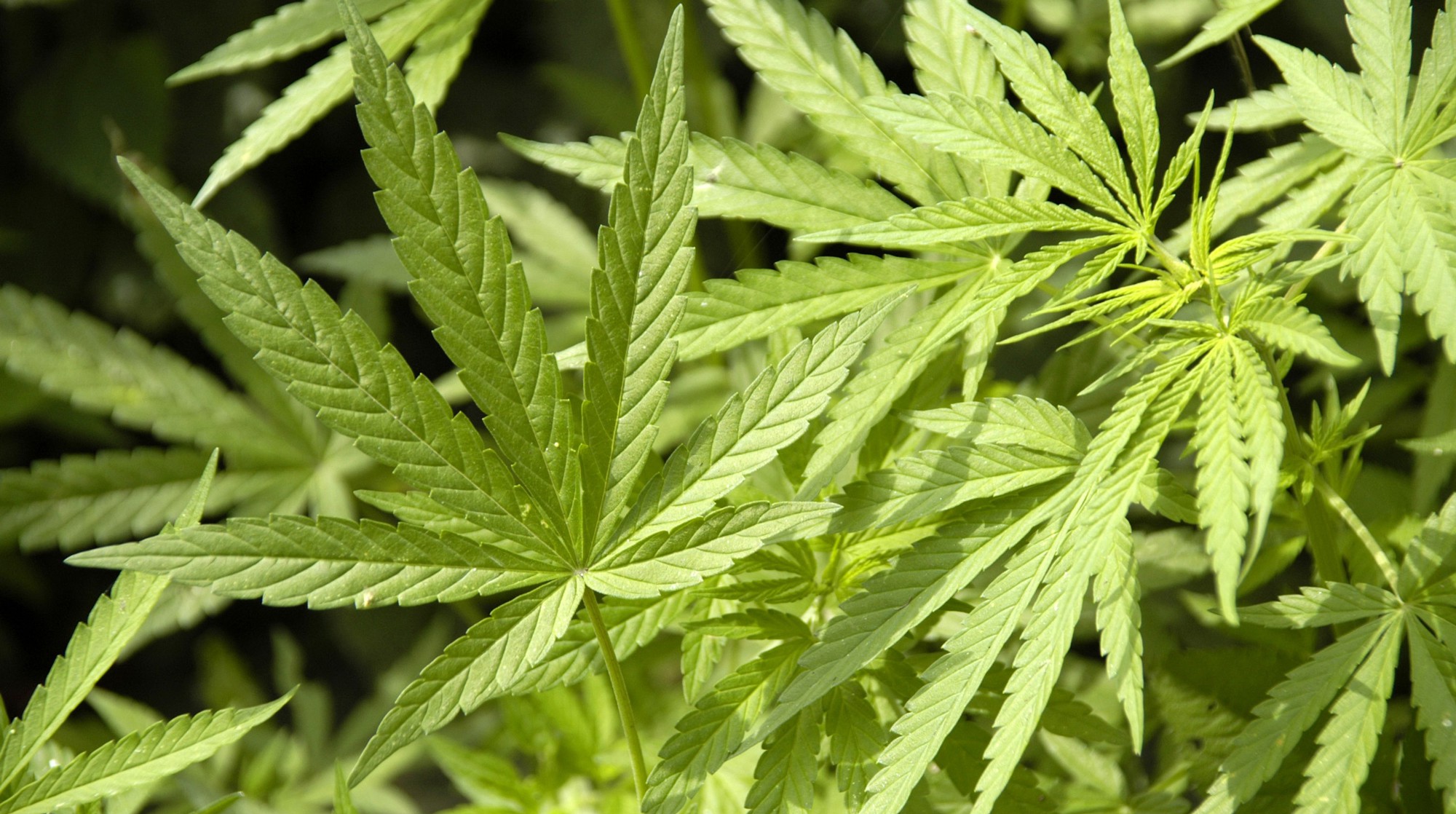 Dailystorm - В Грузии отменили штрафы за курение марихуаны