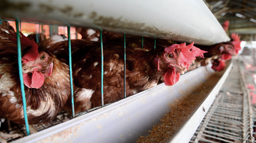 В тушках цыплят-бройлеров эксперты нашли сальмонеллы, листерии и антибиотики Фото: © GLOBAL LOOK Press / Str / ZUMAPRESS.com