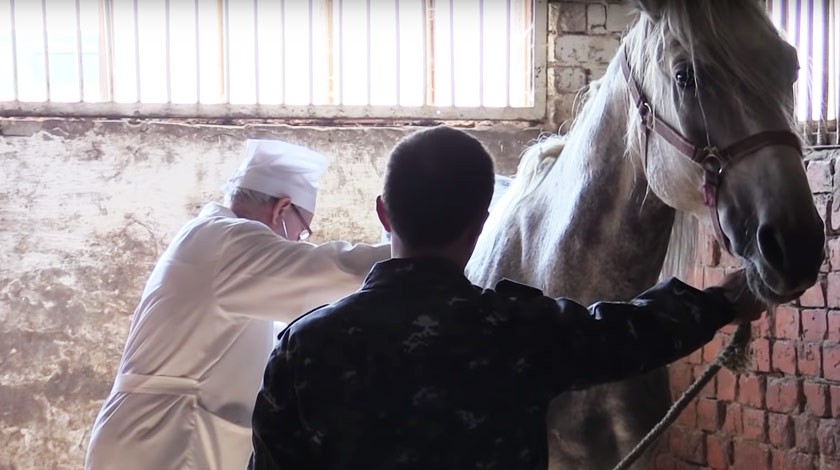 Голодавших в Саратове полицейских лошадей передали в ветеринарный техникум и на ферму
