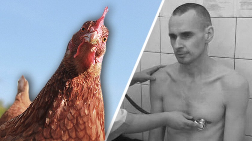 Dailystorm - Во ФСИН рассказали, что Сенцов поел курятины после 145 дней голодовки