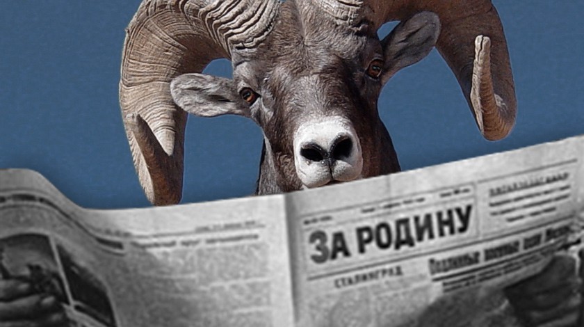 Dailystorm - К редакции «Новой газеты» подбросили баранью голову и похоронный венок