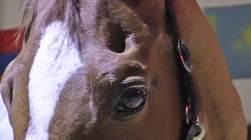 Глубокие шрамы на морде коня Гранта