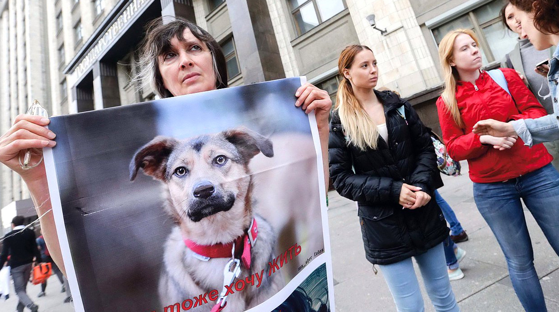 Теперь нельзя усыпить питомца без показаний ветеринара, а также регламентирован отлов животных на улицах Фото: © duma.gov.ru