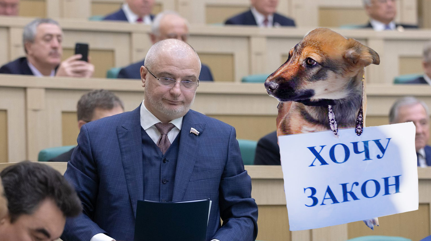 Совет Федерации раскритиковал, но проголосовал за законопроект «Об ответственном обращении с животными» Коллаж: © Daily Storm