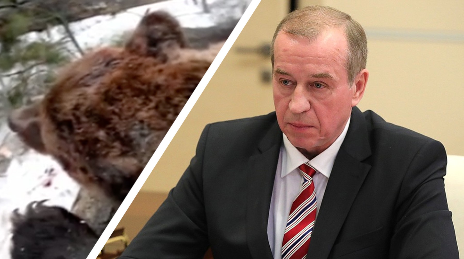 Dailystorm - Зюганов назвал информационным бандитизмом сюжеты про убийство медведя иркутским губернатором