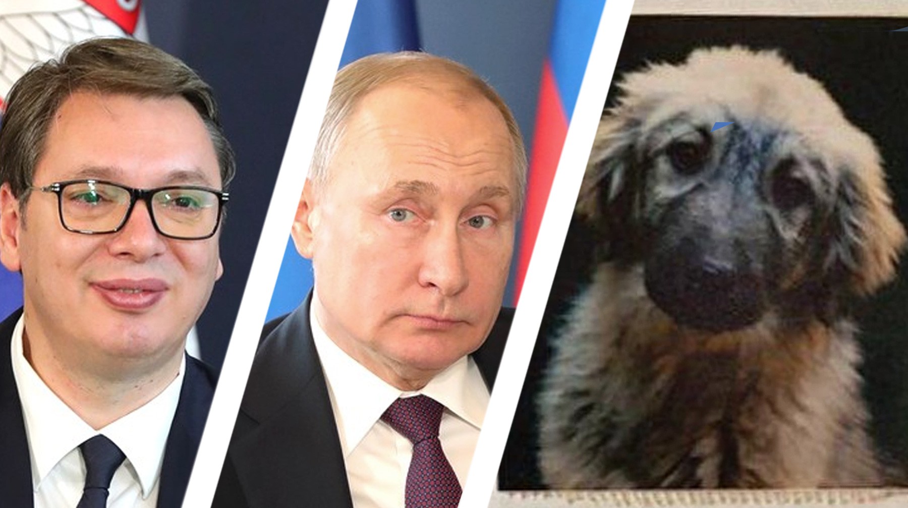 Dailystorm - Вучич подарил Путину щенка шарпланинской овчарки — видео