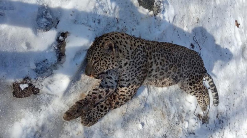 Убитый леопард Килли