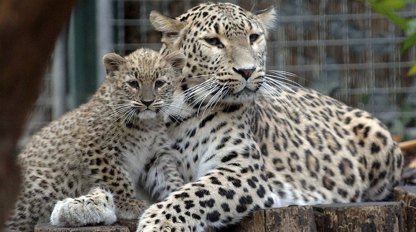 Переднеазиатский леопард в Центре восстановления леопардов