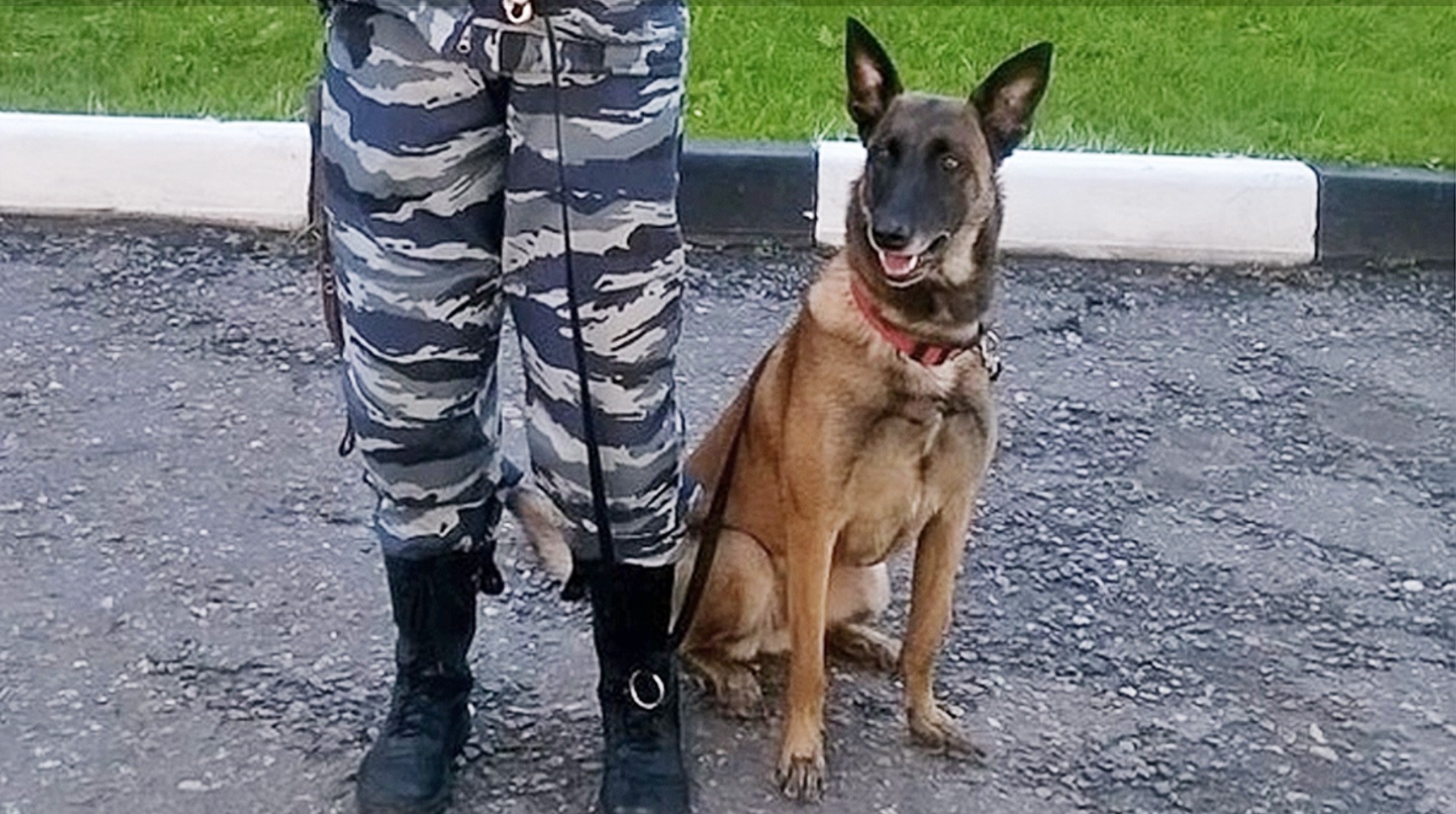 Задержан бывший военный прокурор, подозреваемый в убийстве полицейской собаки