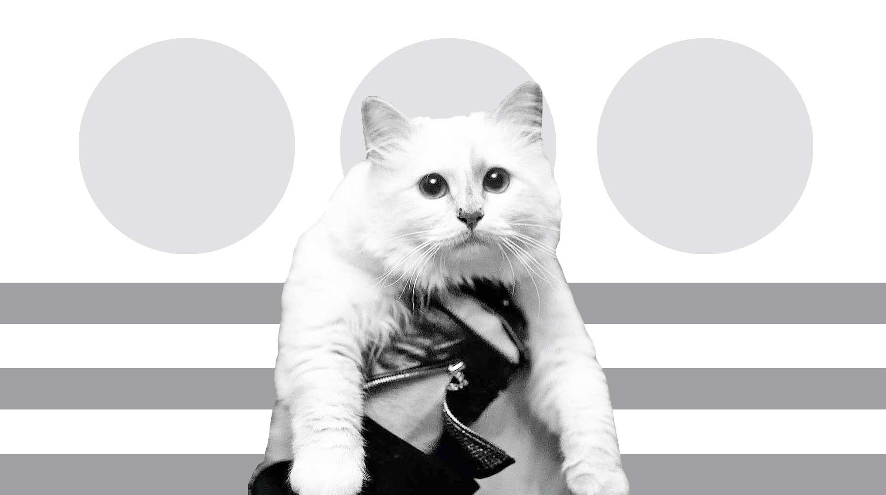 Dailystorm - Кошка Лагерфельда унаследует состояние модельера