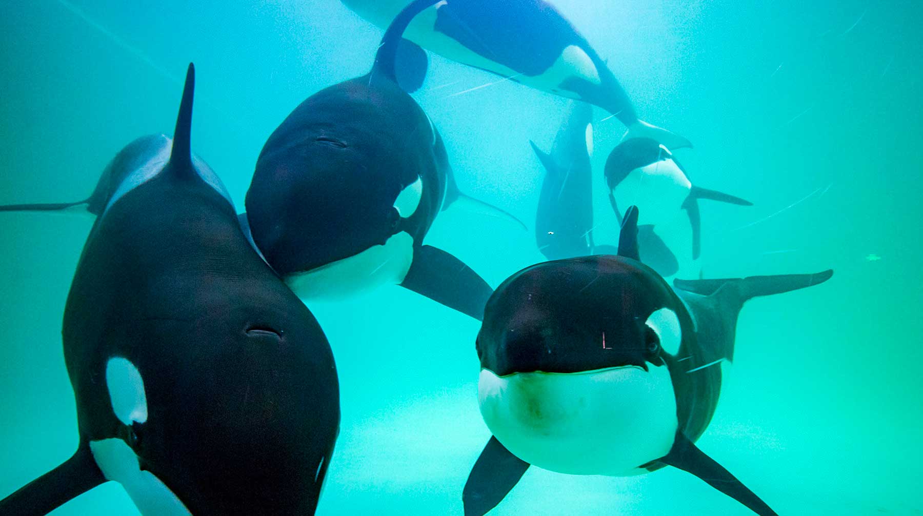 На пресс-конференции в Москве исследователь океана и министр природы РФ согласовали план спасения животных из «китовой тюрьмы» undefined
