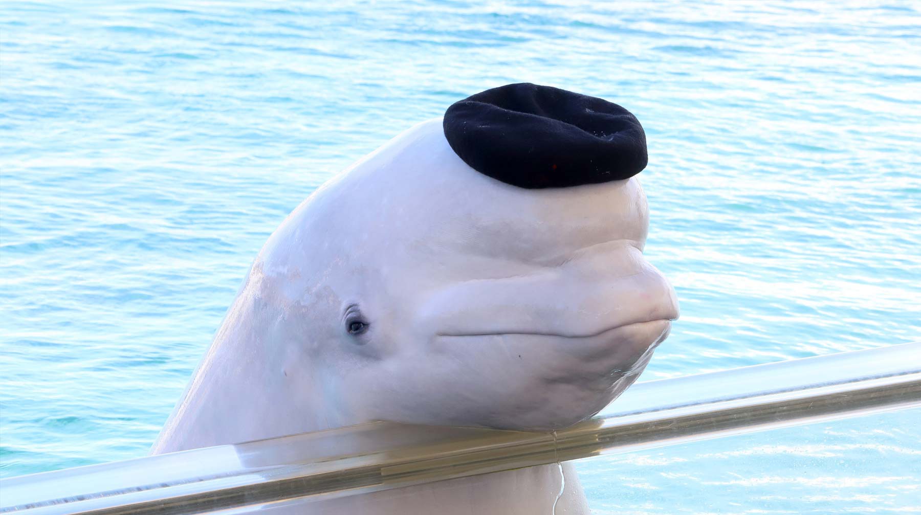 Dailystorm - В команде Кусто назвали сроки освобождения животных из «китовой тюрьмы»