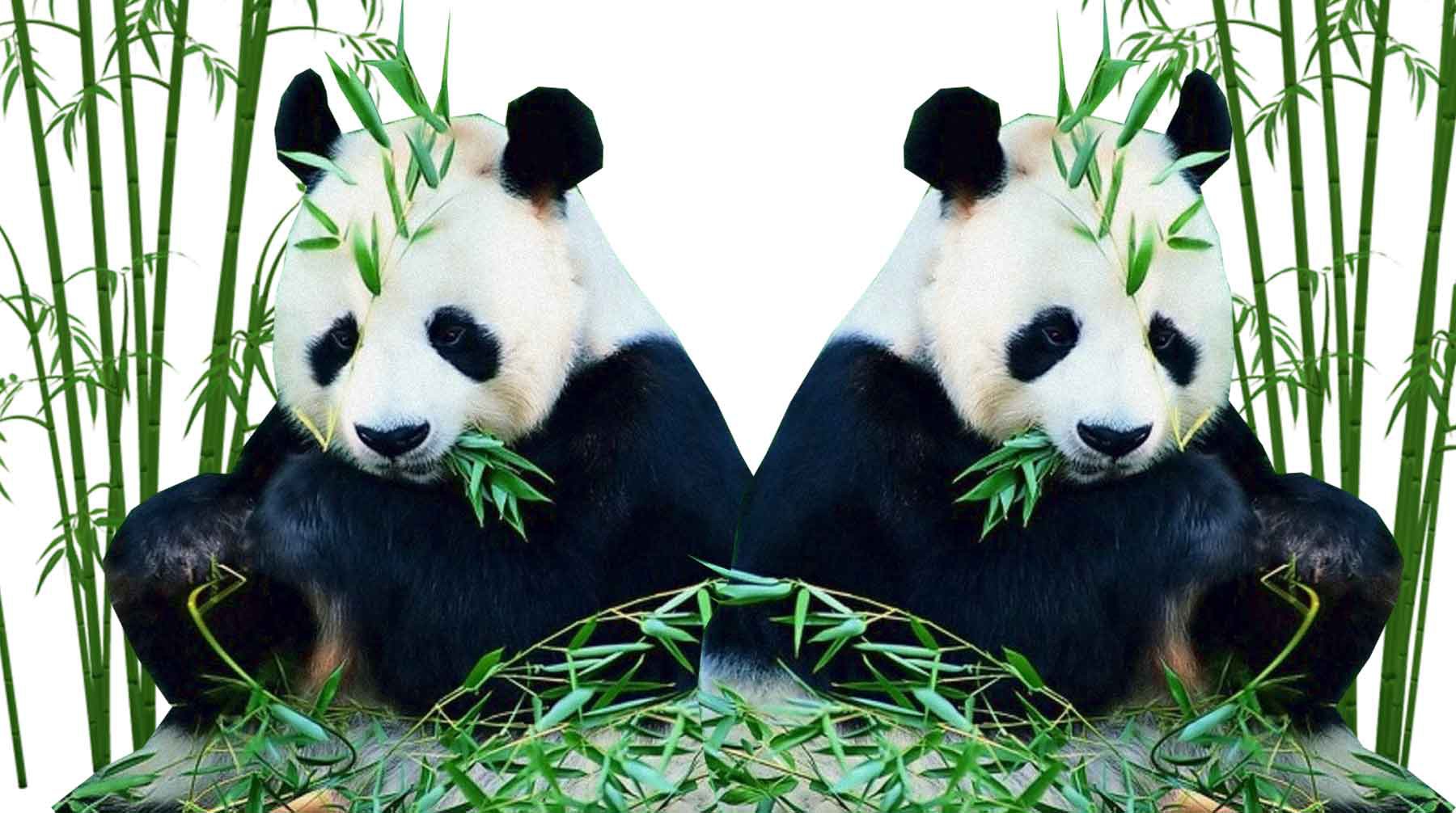 Dailystorm - Панда-дипломатия: Си Цзиньпин подарил России бамбуковых медведей