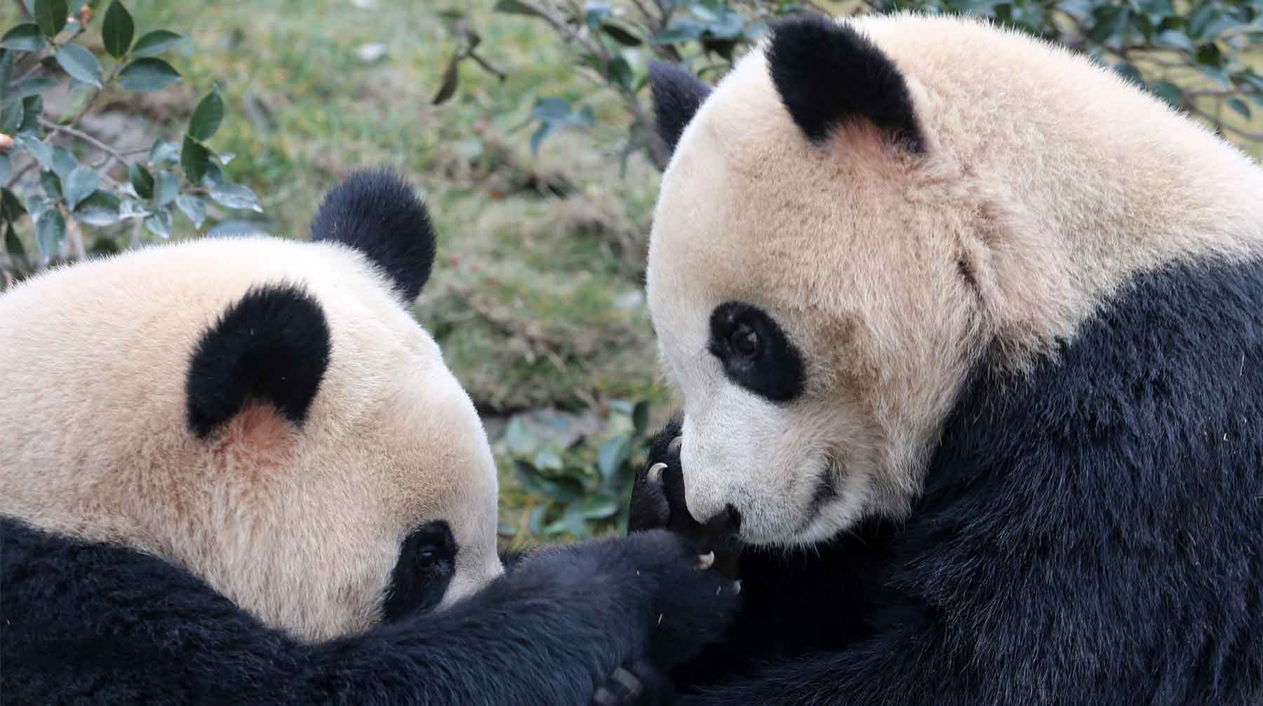 Dailystorm - Переданные Китаем России панды Жуи и Диндин вылетели в Москву