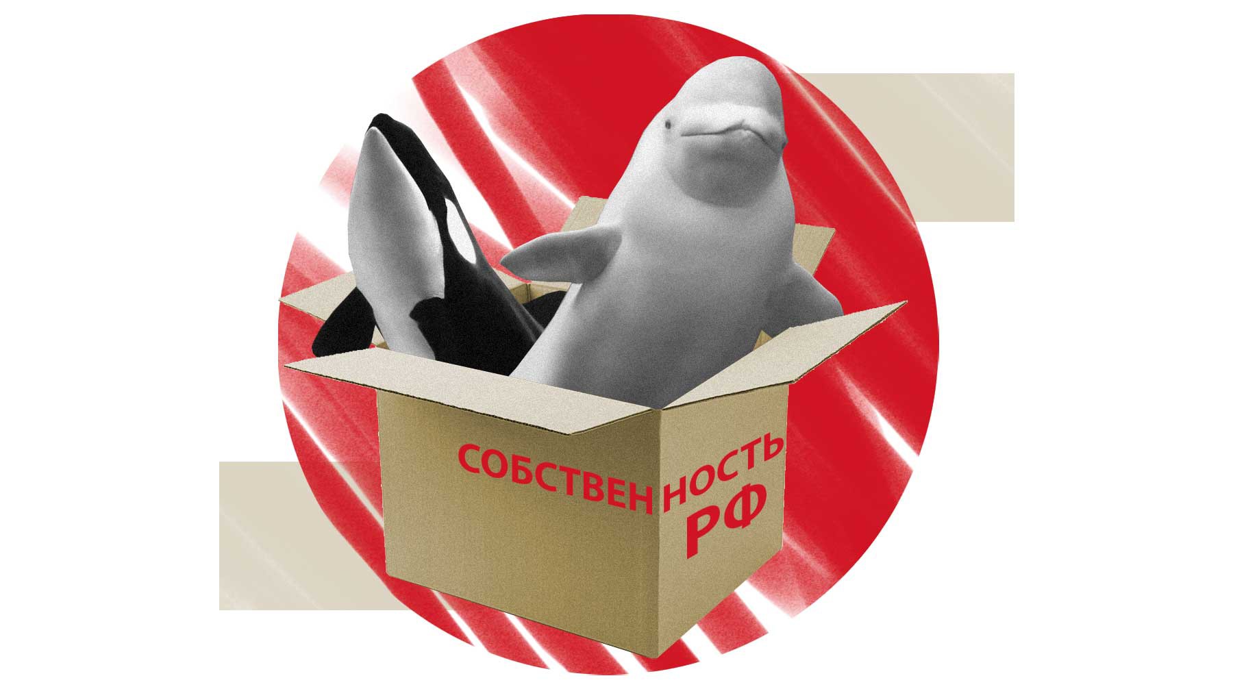 Dailystorm - Купить нельзя отпустить: белухи и косатки из «китовой тюрьмы» в Приморье принадлежат России