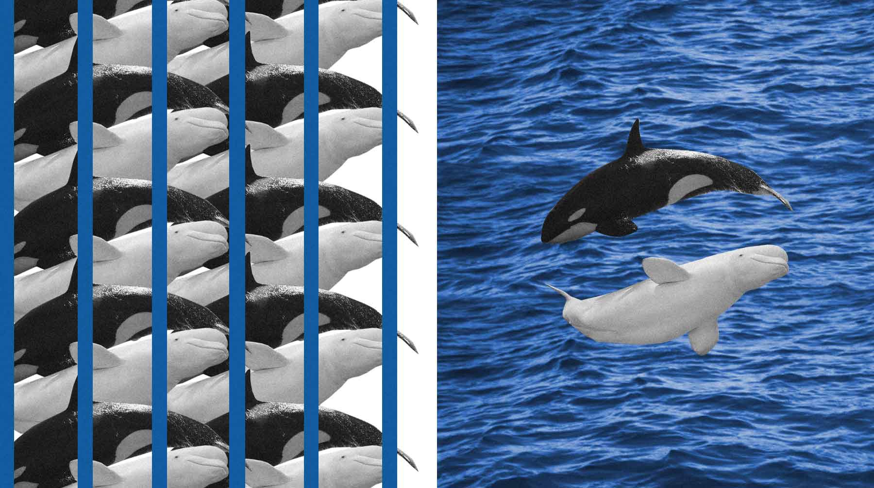 Dailystorm - Короткая магия прямой линии: из «китовой тюрьмы» освободили только восемь животных