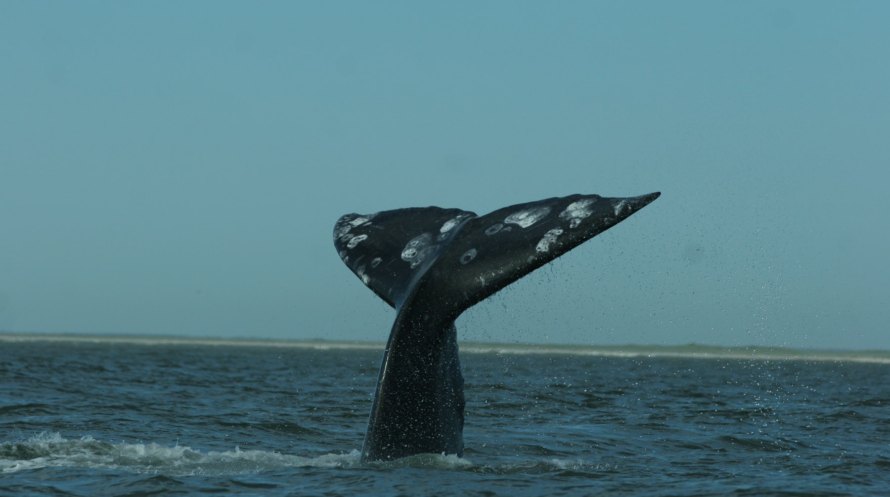 Dailystorm - Ученые опубликовали видео выпуска косаток и белух из «китовой тюрьмы»