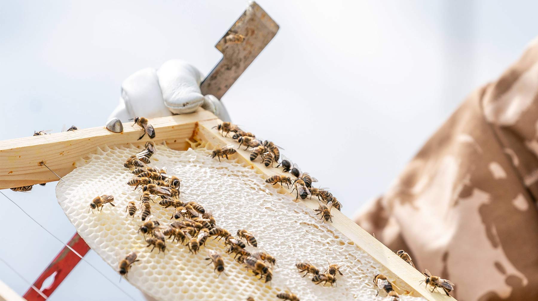 Пчеловоды заявили о значительном ущербе, чтобы привлечь внимание к проблеме, предположил Юрий Лачуга Фото: © GLOBAL LOOK Press / Benjamin Hom