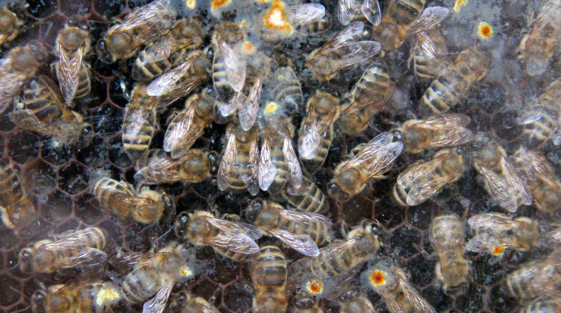 Dailystorm - Минэкономразвития отвергло обвинения в причастности к массовой гибели пчел
