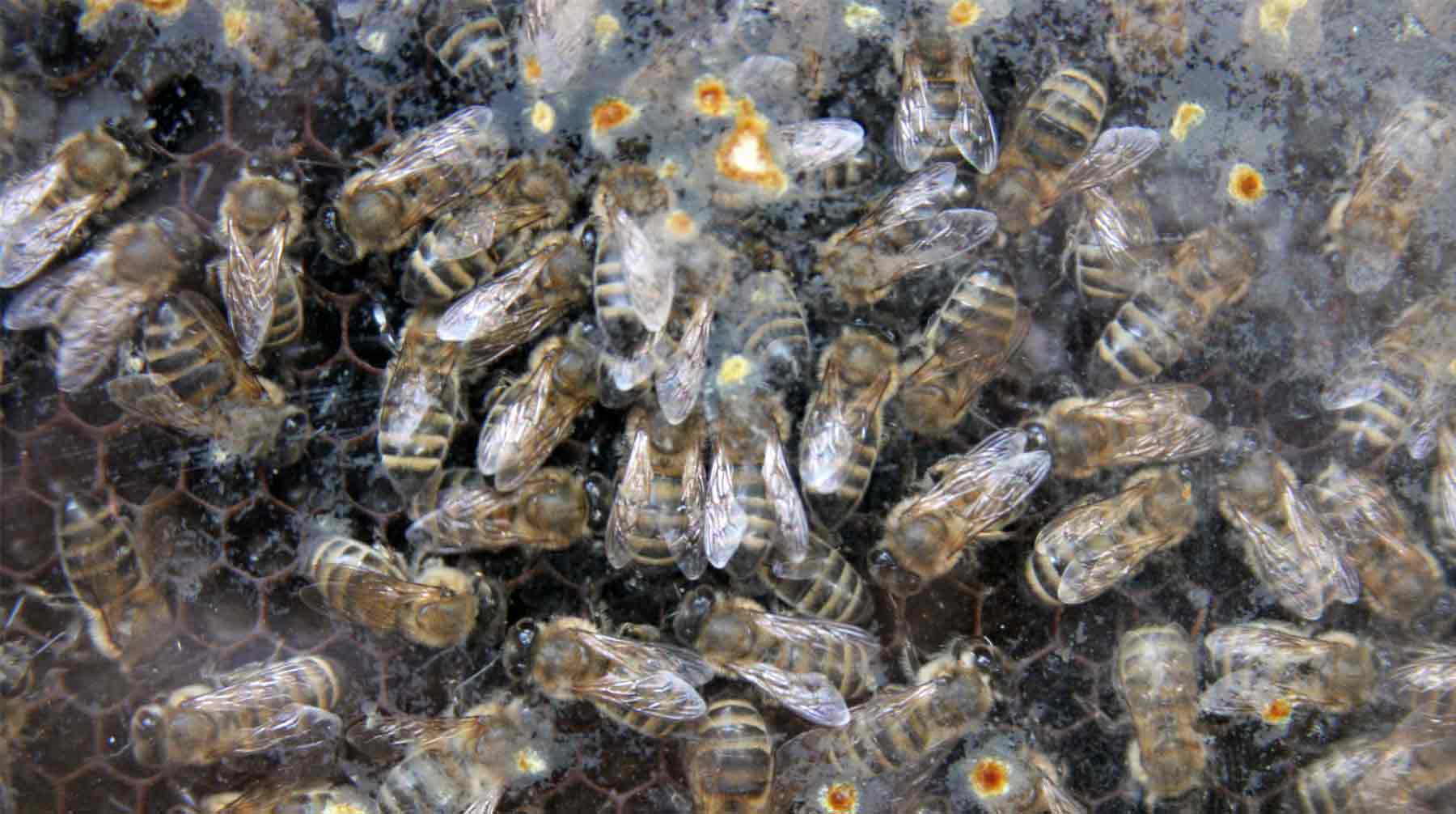 Dailystorm - В России завели первое уголовное дело из-за массовой гибели пчел