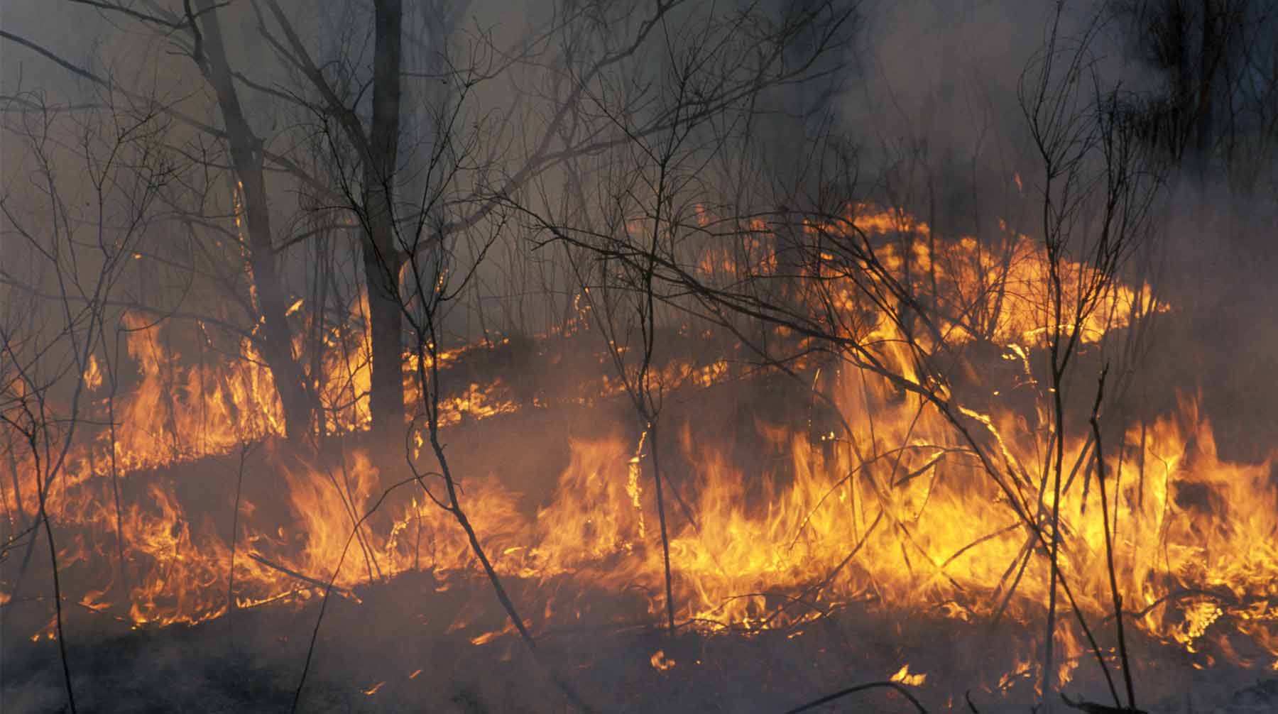 Dailystorm - Можем потерять весь лес: в РАН раскритиковали губернатора, назвавшего тушение пожаров вредным