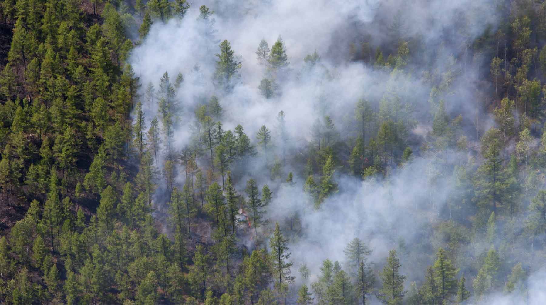 Dailystorm - В Госдуме призвали принять экстренные меры по борьбе с лесными пожарами