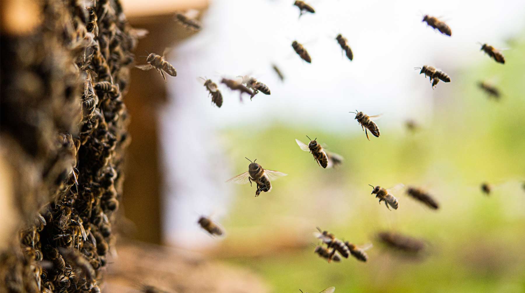 В национальном союзе пчеловодов назвали две причины, по которым массово мрут эти насекомые Фото: © GLOBAL LOOK Press