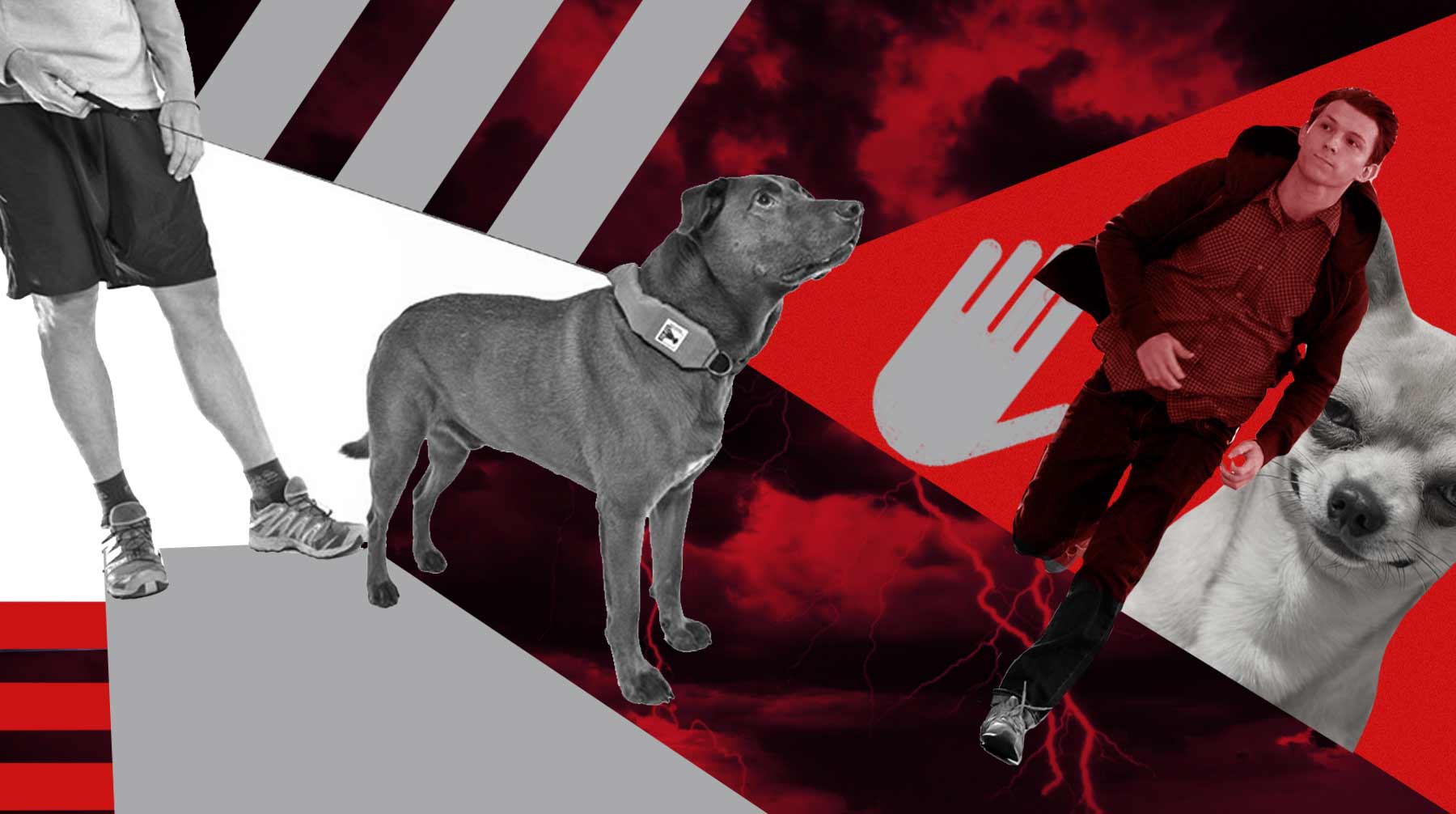 Dailystorm - Почему в России покусанные собаками люди более бесправны, чем владельцы агрессивных животных