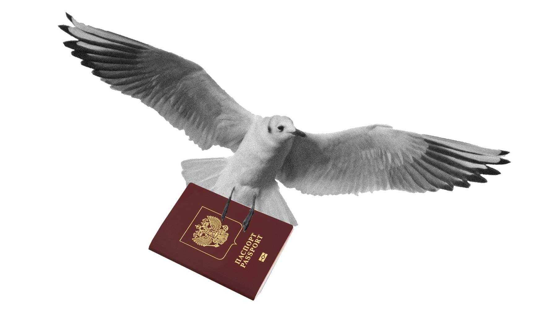 Dailystorm - Орнитологи предложили создать «паспорт аэропорта» для предотвращения аварий с птицами