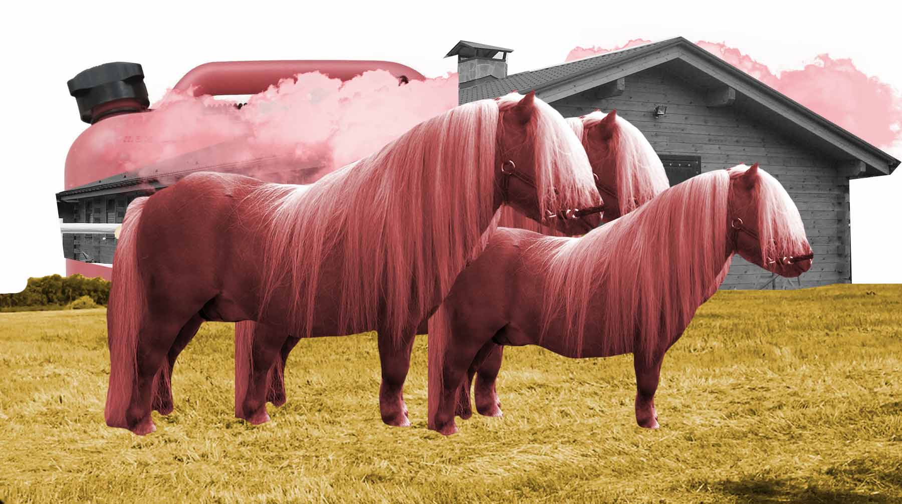Между заводчиками лошадей и пони в Стеклянном был конфликт, длившийся больше года Коллаж: © Daily Storm