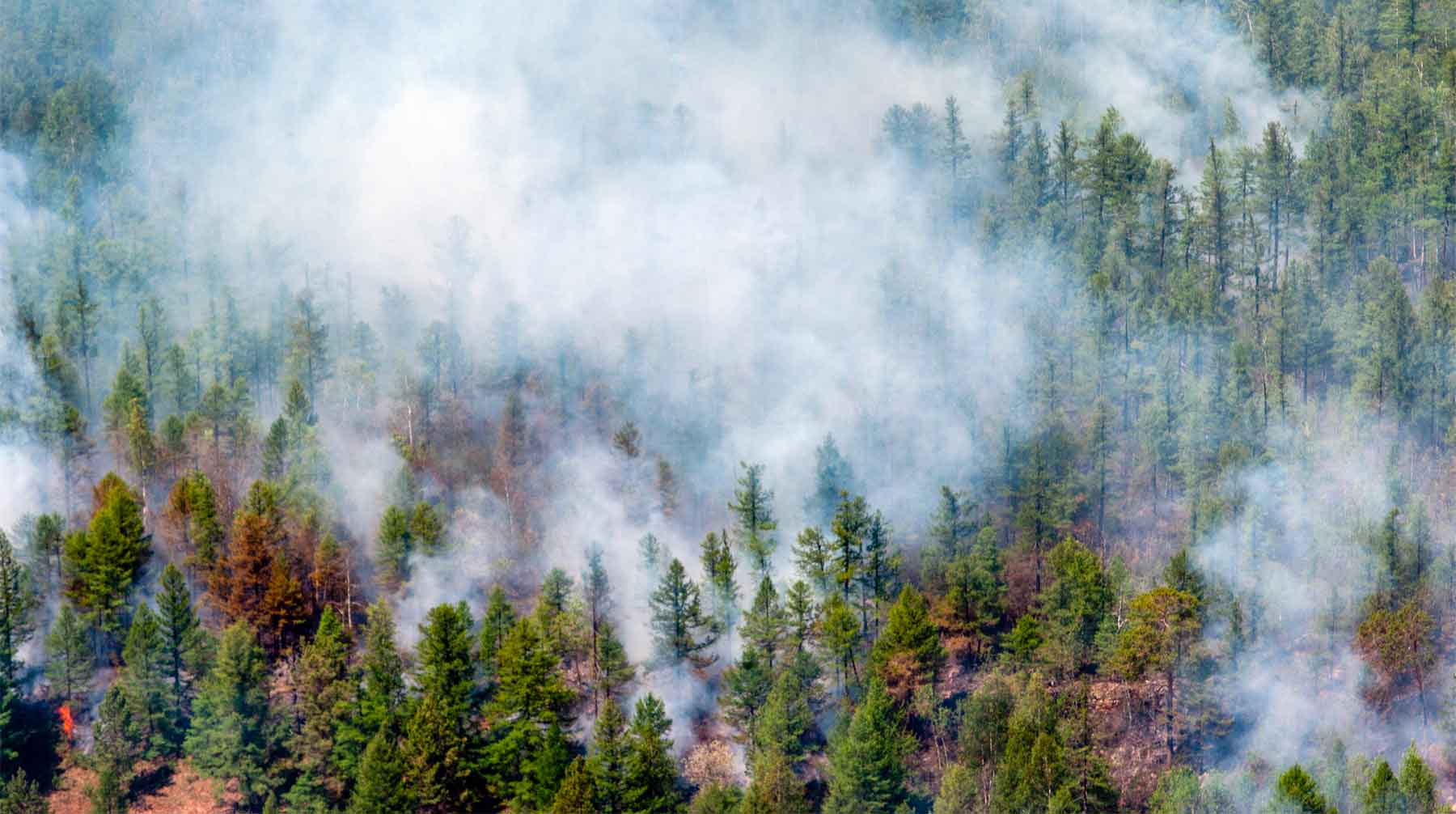 Самыми серьезными последствиями пожаров опрошенные граждане считают гибель леса и животных Фото: © GLOBAL LOOK press / Serguei Fomine