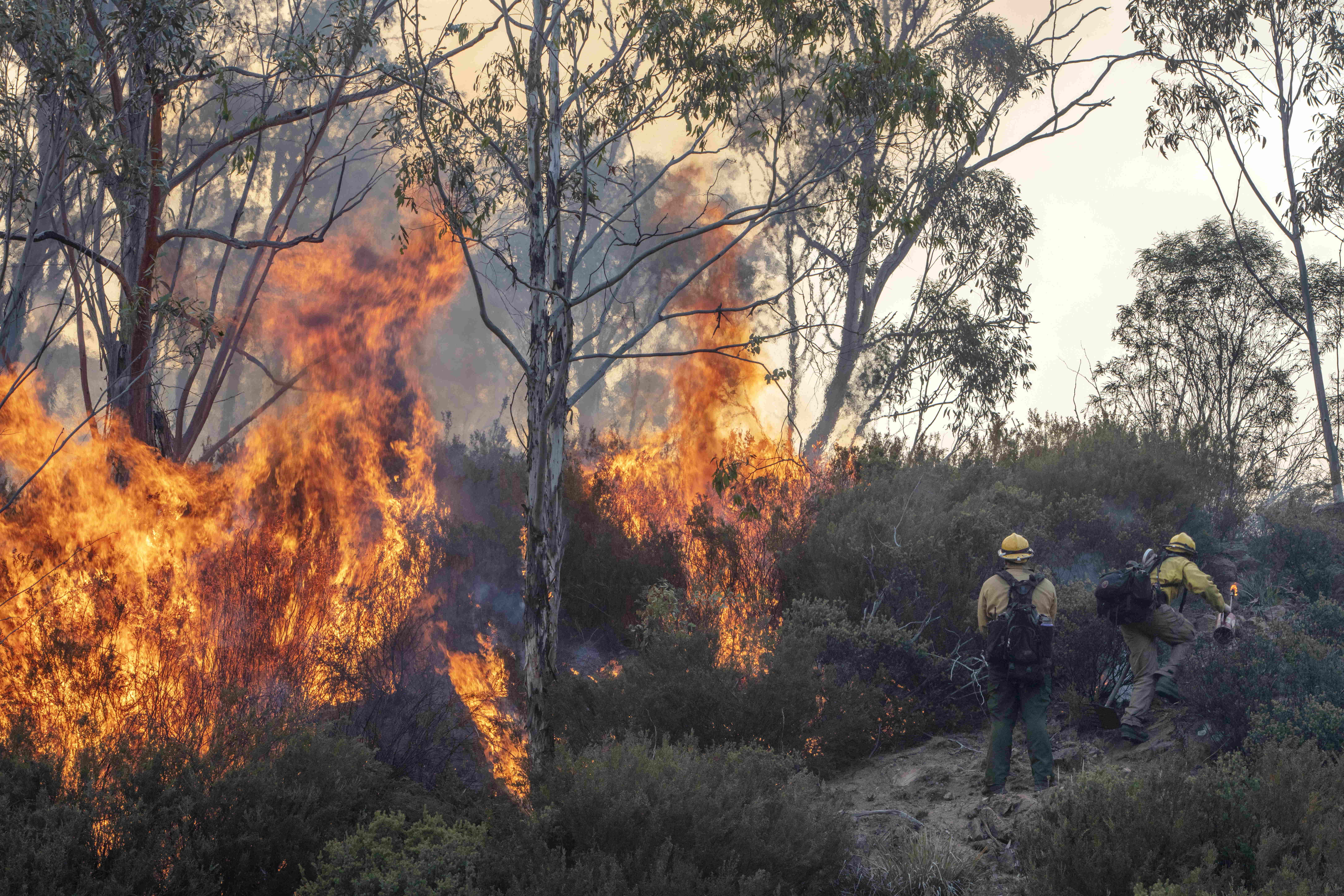 Пожары спровоцированы усилением парникового эффекта, который действует по всей планете Фото: © Glonal Look Press / Ann Inger Johansson