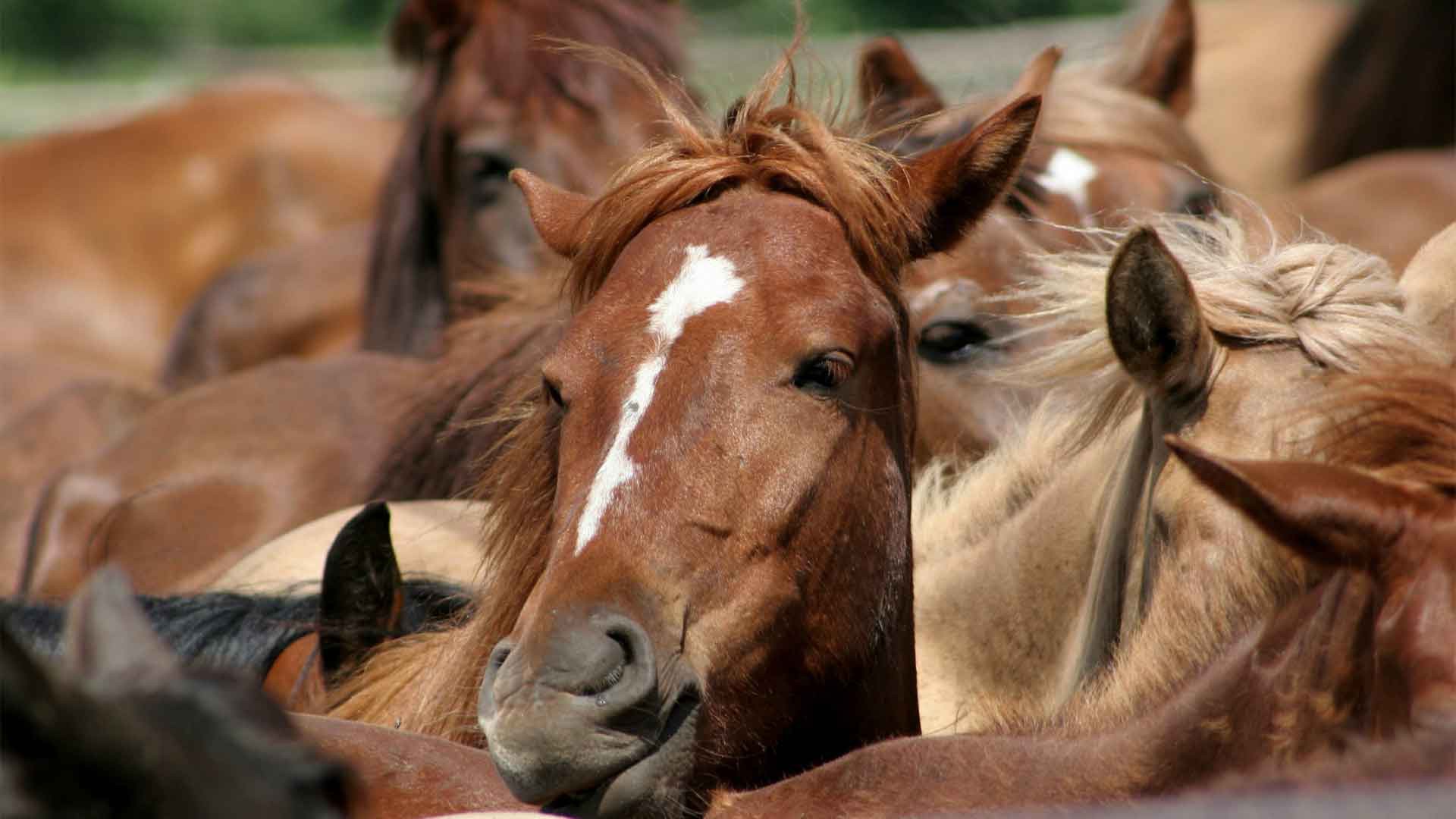 Dailystorm - В Екатеринбурге при пожаре на конюшне сгорели 12 лошадей и пять собак