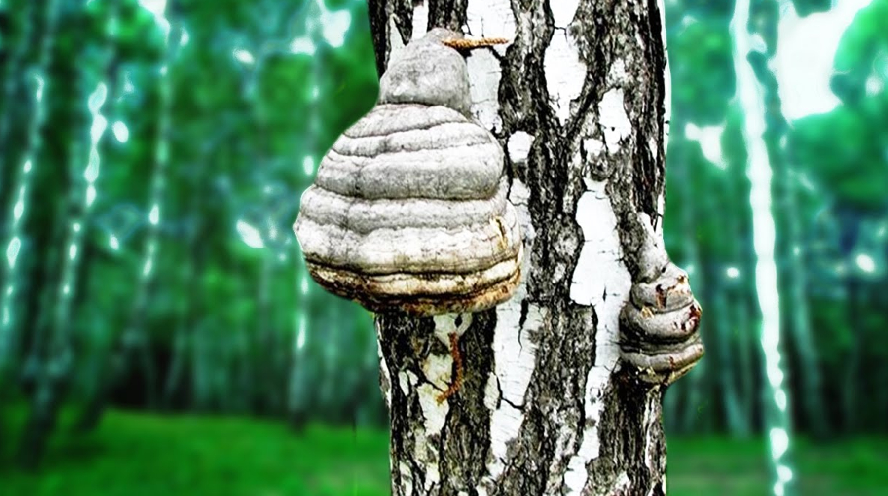 Издание «Наука из первых рук» вышло с публикацией о том, как лечиться от многих болезней древесным грибом undefined