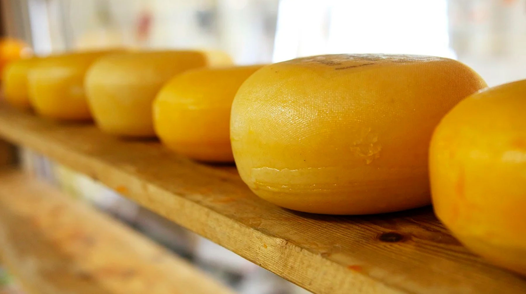 Dailystorm - На фермерской ярмарке в Москве можно попробовать более 300 сортов сыра