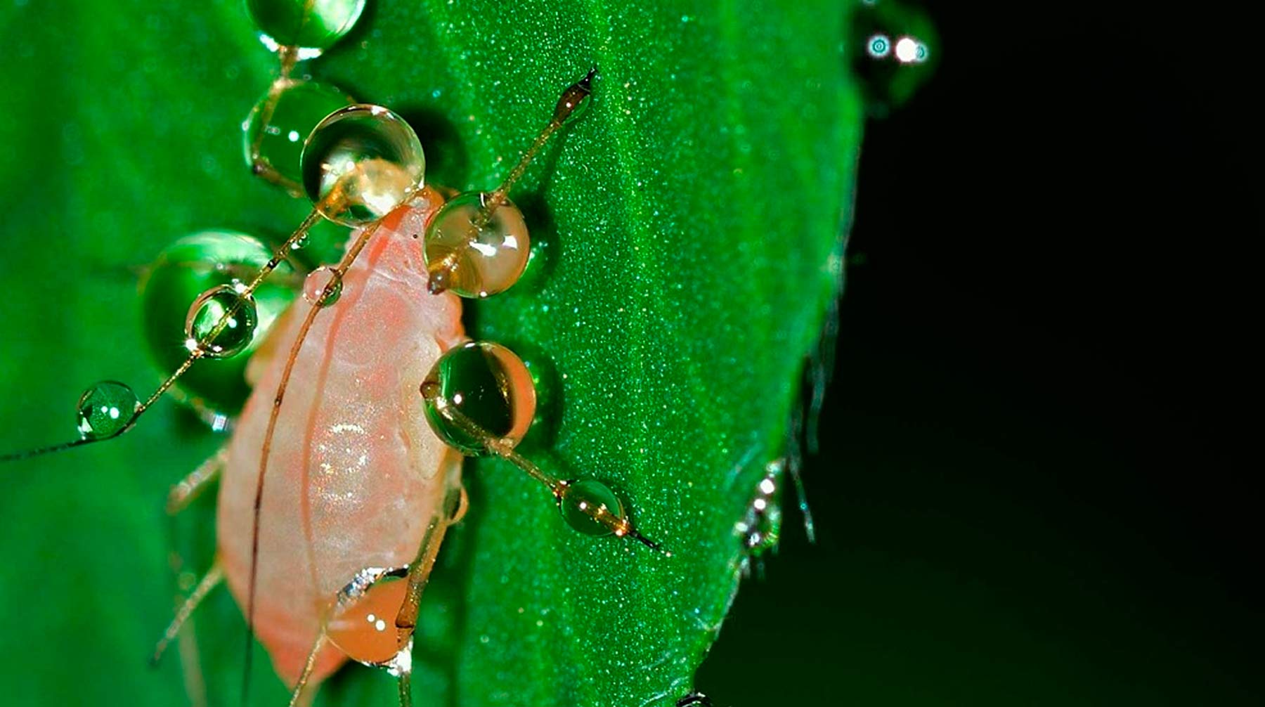 Крапива — не только сорняк, но и полезное удобрение Фото: © pixabay.com