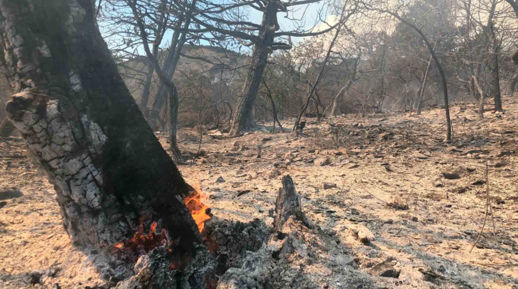 Dailystorm - Основной причиной пожара в «Утрише» стало неосторожное обращение с огнем