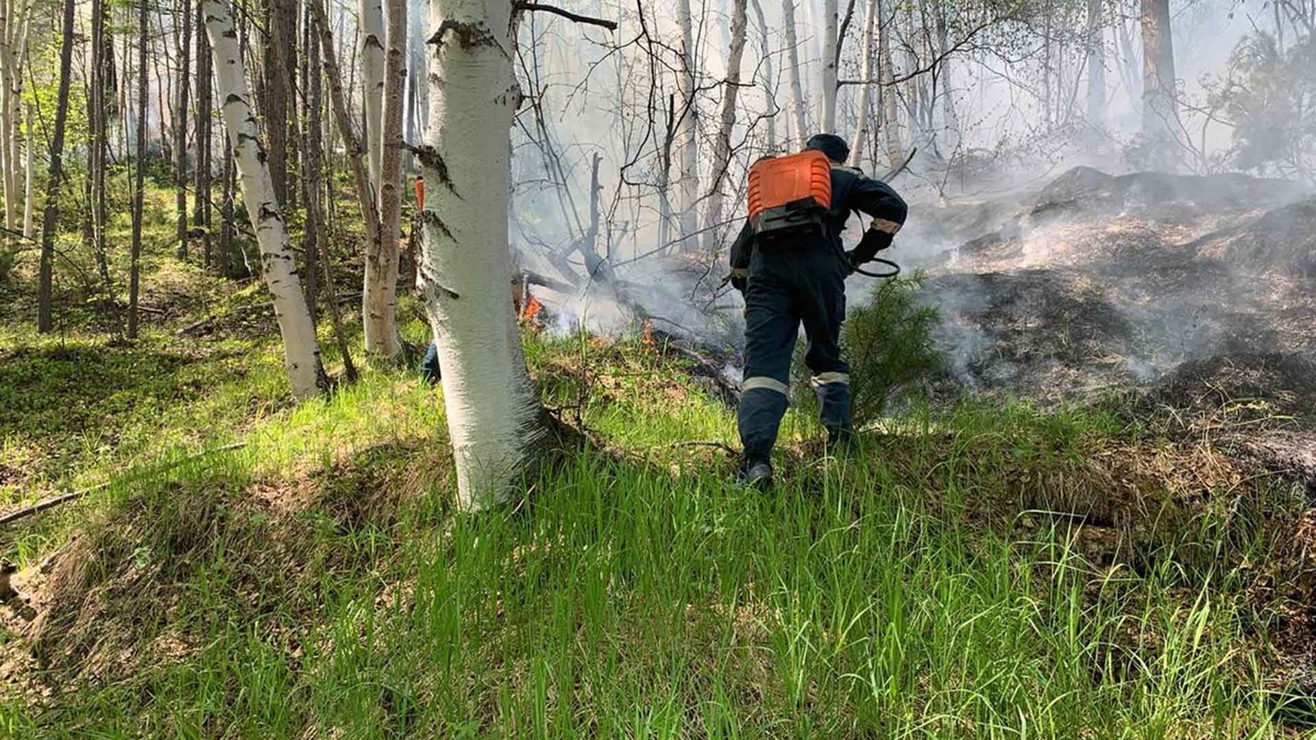 В следствии лесных пожаров. Борьба с лесными пожарами. Пожар в лесу МЧС. Пожар в лесу весной. Борьба с пожарами в заповедниках.