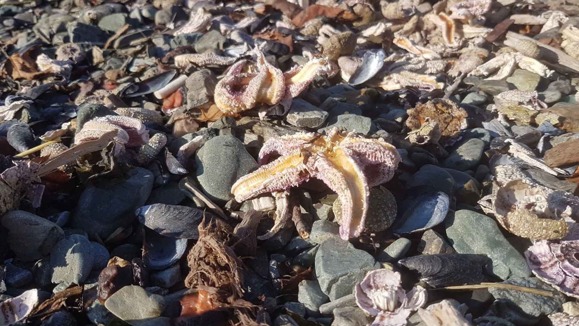 Dailystorm - На пляже Петропавловска-Камчатского снова нашли мертвых рыб и моллюсков