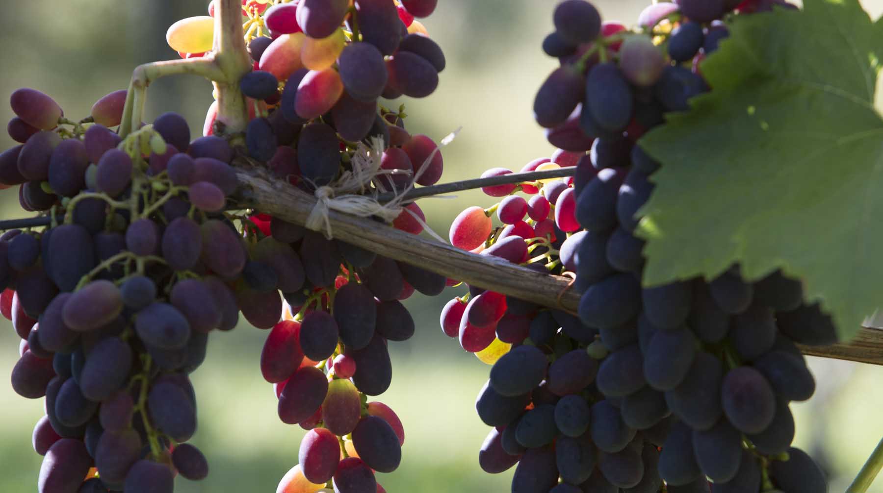 Dailystorm - Вечно изменчивый виноград: интересные факты от фермеров