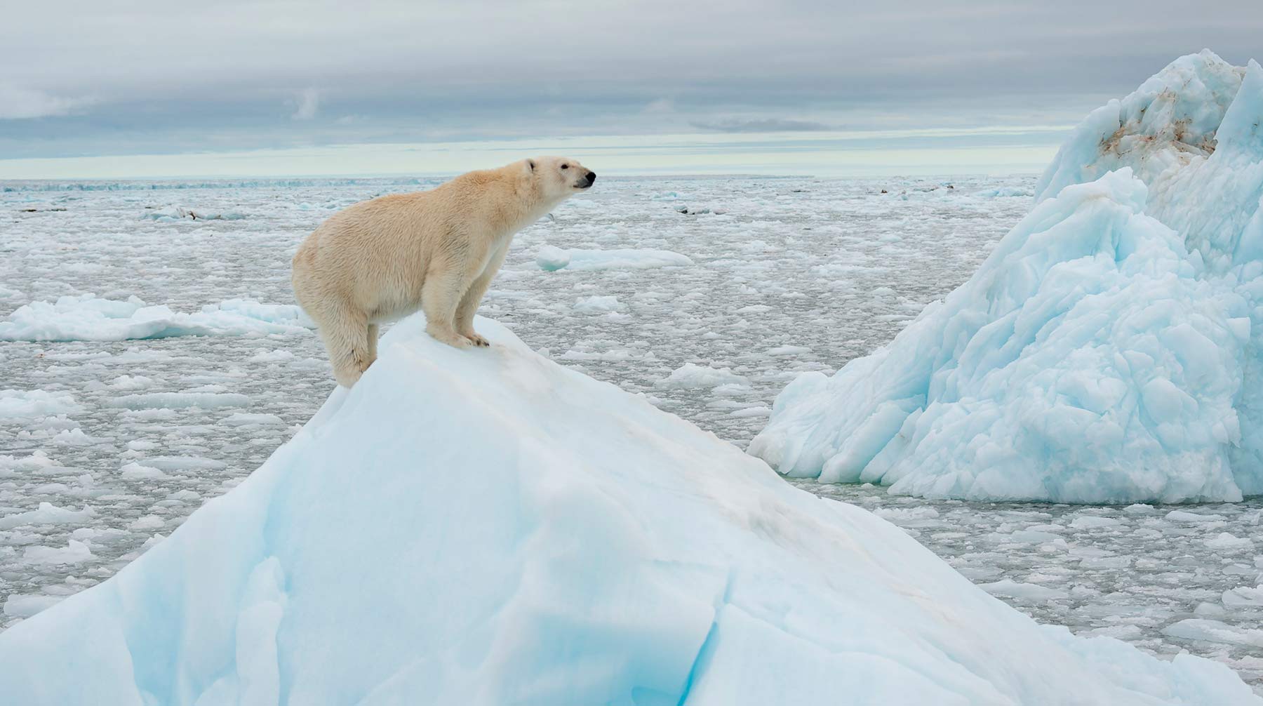 Фото: © WWF / Richard Barret
